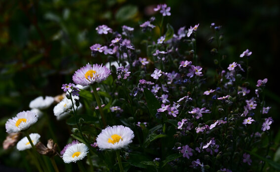 DSC_0761-20240512.jpg