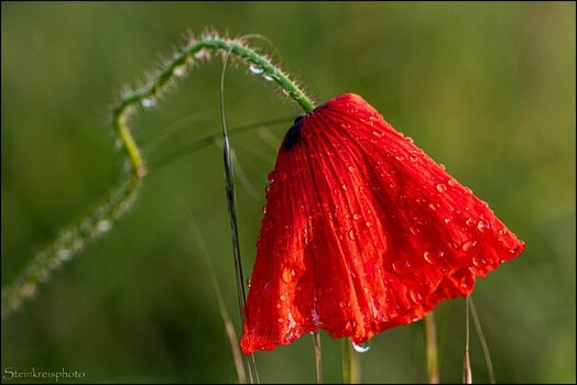 comp_Mohn im Abendlicht.jpg