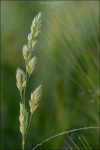 comp_Gras im Feld.jpg