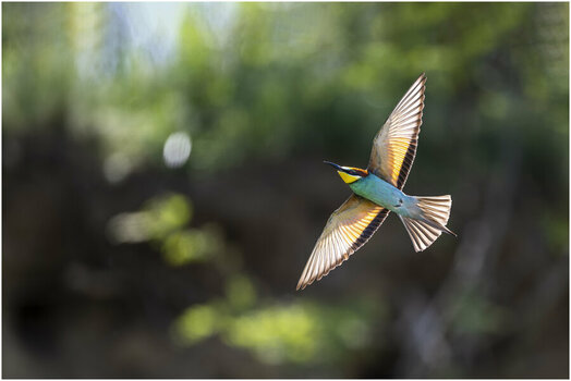 NZ9_1267+ mkl2,5 D.jpg