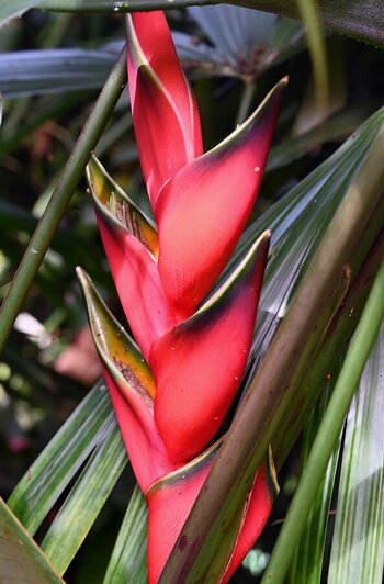 blüte2.jpg