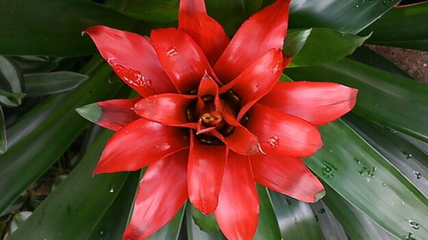 blüte3.jpg