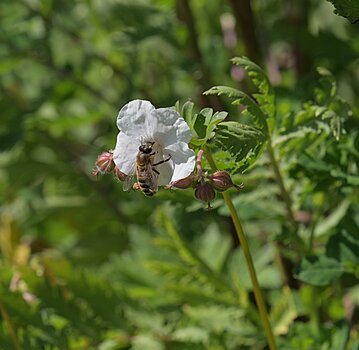 DSC_3610.f.jpg