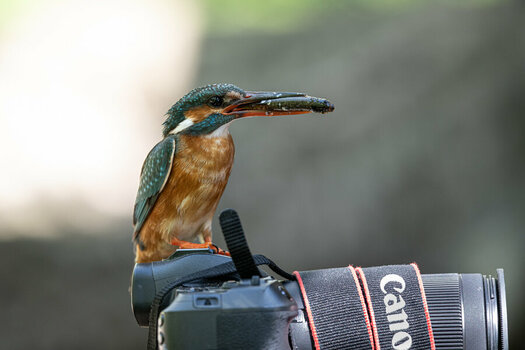 00785 Natur-WS 2023.jpg