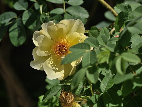 DSC_3612.2.jpg