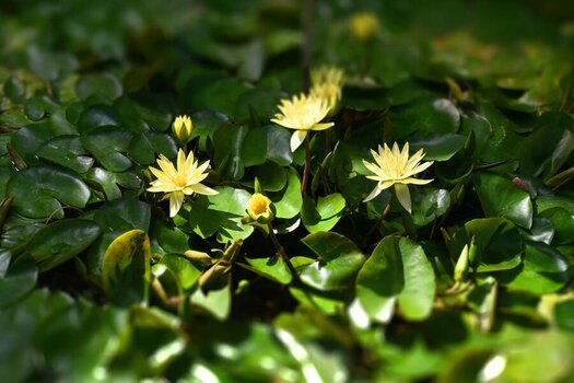 yellow-flower.jpeg