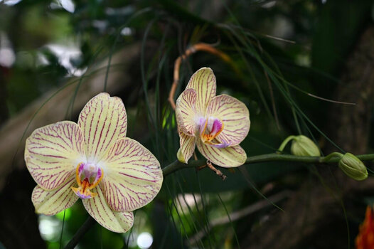 blüte-10.jpg