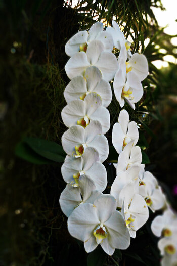 White-is-Love-02.jpg