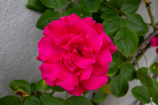 DSC_0698.jpg