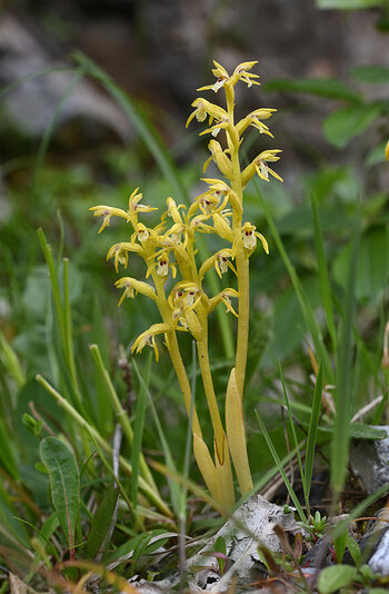 DSC_9671.f.jpg
