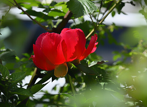 DSC_3709.f.jpg