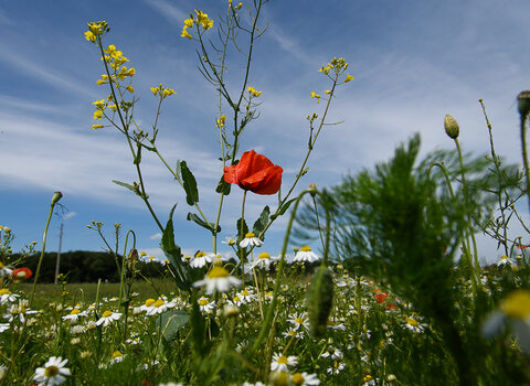750_9352.jpg