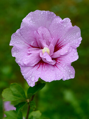 Hibiskus.jpg