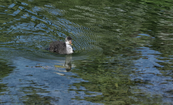 DSC_3636.f.jpg