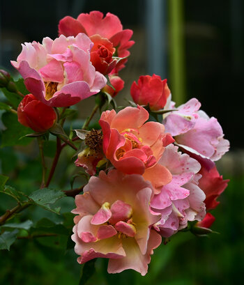 DSC_0962.jpg