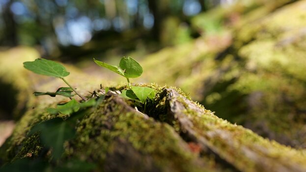 k_030_SIGMA_28-45_F1.8_DG_DN_Art_Referenz.jpg