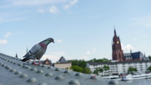 k_031_SIGMA_28-45_F1.8_DG_DN_Art_Referenz.jpg