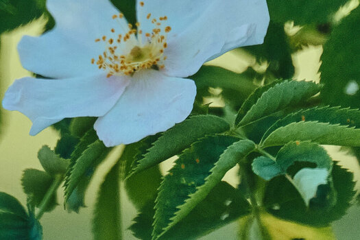 DSCF7876 crop.jpg