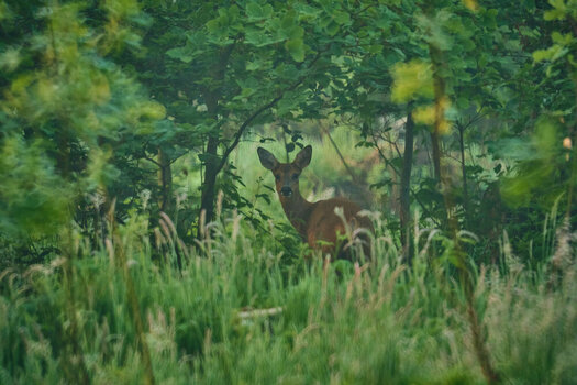 DSCF8762.jpg