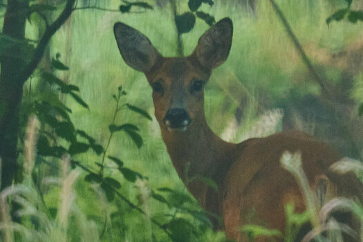 DSCF8762 crop.jpg