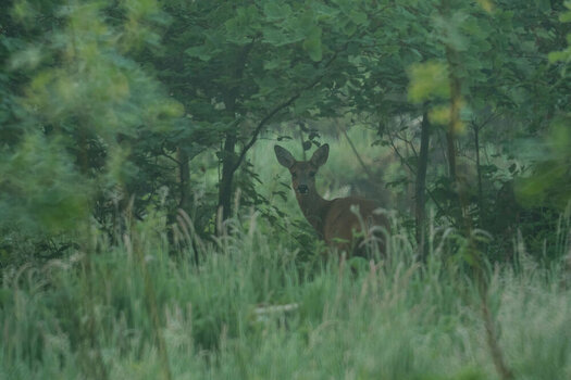 DSCF8760.jpg