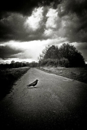 The-Crow.jpg