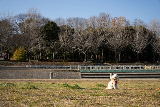 k_a069_tomizo_sakaida_angleogview50mm_small_20240408.jpg k_a069_tomizo_sakaida_angleogview50mm_small_20240408.jpg
