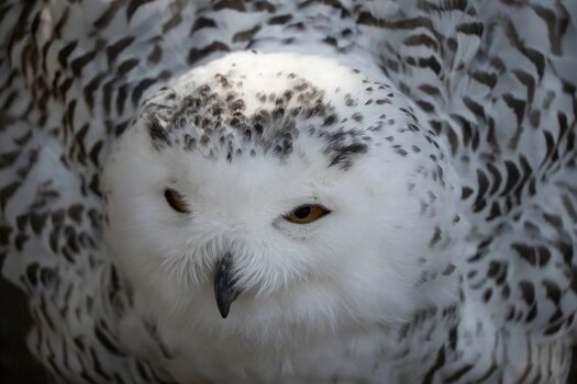 k_a069_tomizo_sakaida_small_animal4_20240408.jpg k_a069_tomizo_sakaida_small_animal4_20240408.jpg