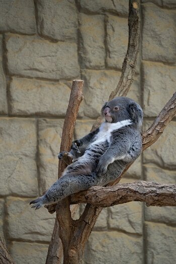 k_a069_tomizo_sakaida_small_animal5_20240408.jpg k_a069_tomizo_sakaida_small_animal5_20240408.jpg