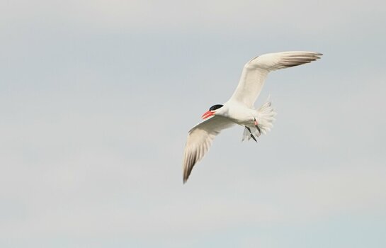 NZ9_0586.JPG