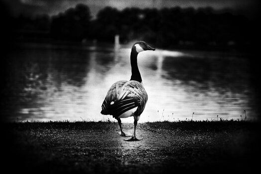 Goose.jpg