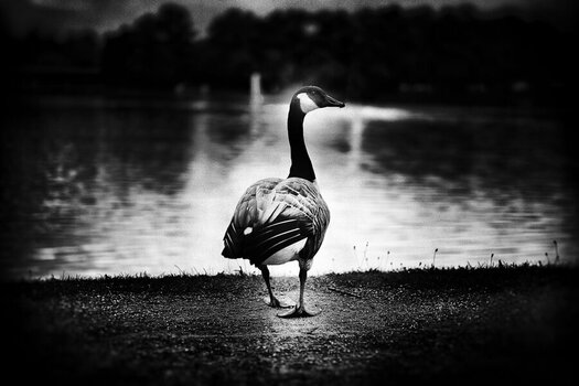 Goose.jpg