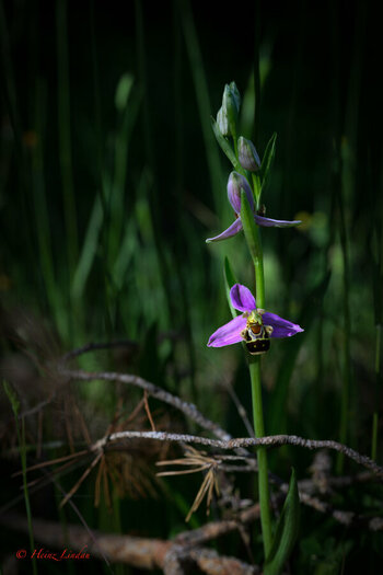 Wilde Orchidee.jpg