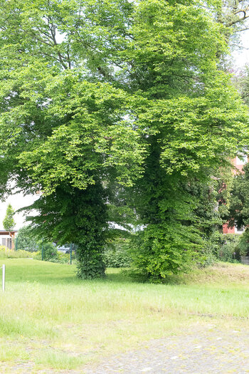 DSC_0174.jpg