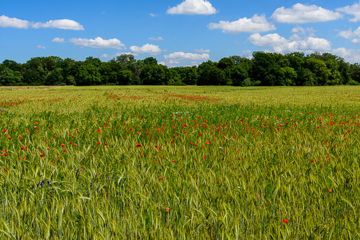 750_9537.jpg