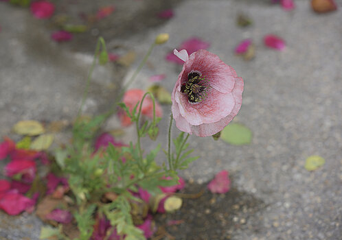 DSC_4035.f.jpg