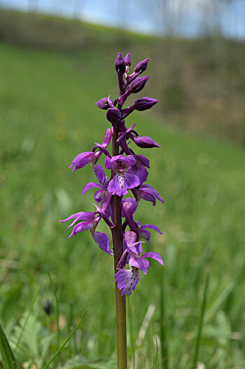 DSC_2608.f.jpg