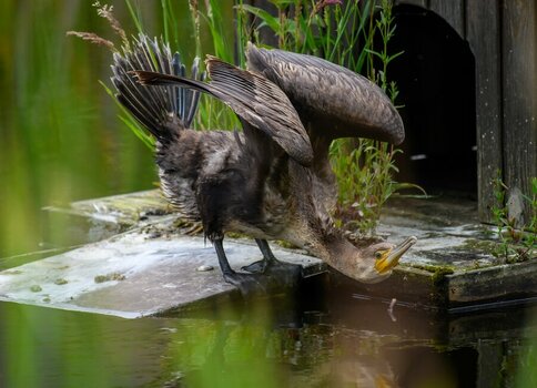 Kormoran (2).jpg