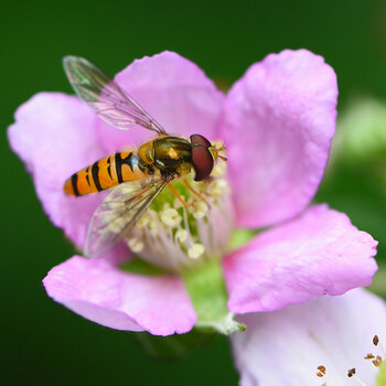 LilienhähnchenDSC_0769_005.JPG