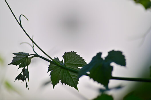 DSC_11140.jpg