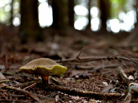 D85_0347.JPG