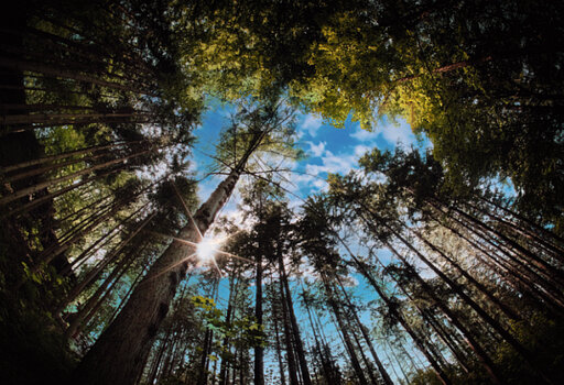 Wald.jpg