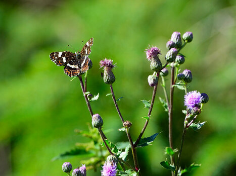 D4S_0716.JPG