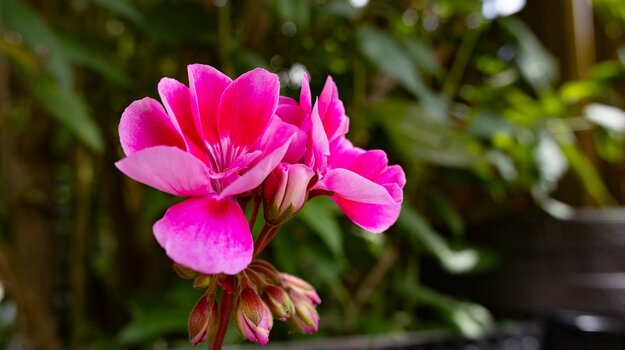 k_021_SIGMA_18-50mm_F2.8_DC_DN_Contemporary_RF-Mount_Referenz.jpg