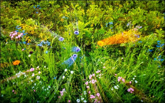 comp_Blumenwiese.jpg