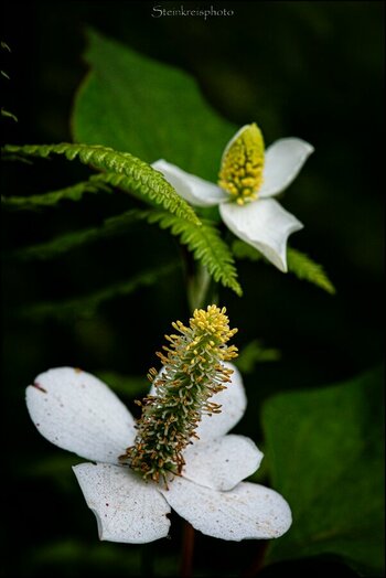 comp_Chameleonblume.jpg