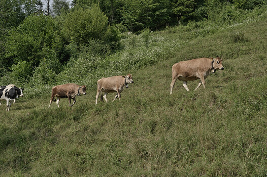 DSC_4394.f.jpg