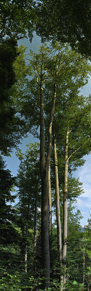 Neues Panorama 1.f.jpg Neues Panorama 1.f.jpg