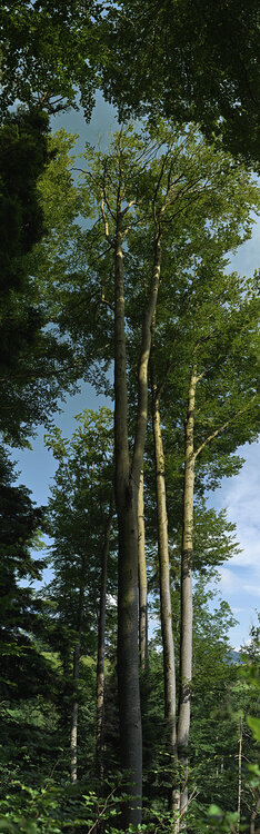Neues Panorama 1.fff.jpg