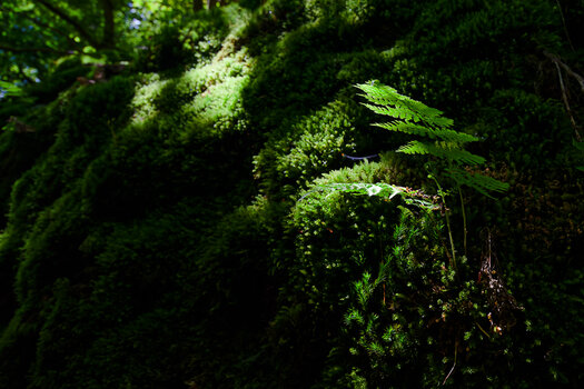 750_9670_DxO.jpg